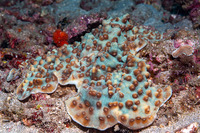 Mycedium elephantotus (Green Eyed Cup Coral)