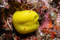 Leucetta chagosensis (Lemon Sponge)
