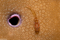 Bryaninops erythrops (Translucent Coral Goby)