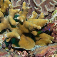 Porites attenuata (Mustard Branched Coral)