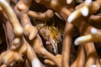 Saron neglectus (Coral Marbled Shrimp)