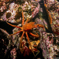 Pugettia producta (Northern Kelp Crab)