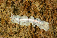 Eurylepta californica (Montgomery's Flatworm)