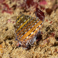 Calliostoma tricolor (Three-Colored Top Shell)