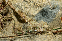 Odontopyxis trispinosa (Pygmy Poacher)
