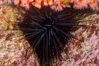 Centrostephanus coronatus (Crowned Urchin)