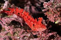 Gibbonsia montereyensis (Crevice Kelpfish)