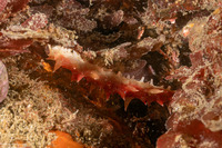 Parastichopus californicus (California Sea Cucumber)