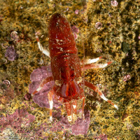 Spirontocaris prionota (Deep Blade Shrimp)