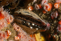 Mytilus galloprovincialis (Mediterranean Mussel)