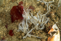 Diphyllobothrium sp.1 (Sea Lion Tapeworm)