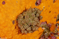 Ritterella rubra (Red Currant Tunicate)