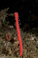 Leptogorgia chilensis (Red Gorgonian)