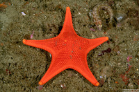 Mediaster aequalis (Red Sea Star)