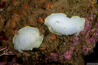 Cadlina luteomarginata (Yellow Margin Cadlina)