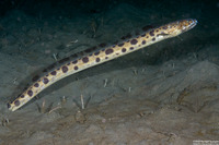 Ophichthus triserialis (Pacific Snake Eel)