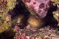 Esselenichthys laurae (Two-Line Prickleback)