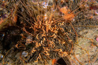 Cirriformia spirabrancha (Cirriformia Spirabrancha)