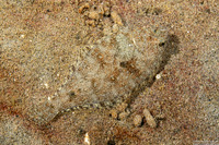Citharichthys stigmaeus (Speckled Sanddab)