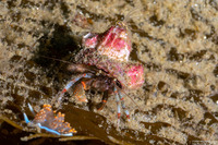 Pagurus beringanus (Bering Hermit Crab)