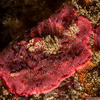 Eurystomella bilabiata (Rosy Bryozoan)