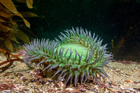 Anthopleura xanthogrammica (Giant Green Anemone)