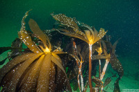 Pterygophora californica (Woody-Stemmed Kelp)