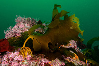Laminaria setchellii (Southern Stiff-Stiped Kelp)