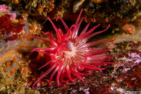Urticina eques (White-Spotted Rose Anemone)