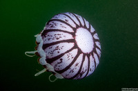 Chrysaora colorata (Purple-Striped Jelly)