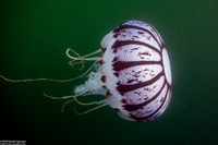 Chrysaora colorata (Purple-Striped Jelly)