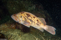 Sebastes auriculatus (Brown Rockfish)