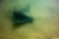 Myliobatis californica (Bat Ray)