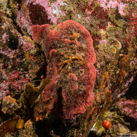 Integripelta bilabiata (Rosy Bryozoan)