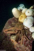 Loxorhynchus crispatus (Masking Crab)