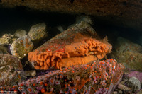 Aplidium californicum (Sea Pork)