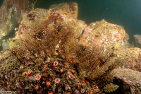 Abietinaria sp.1 (Sea Fir)