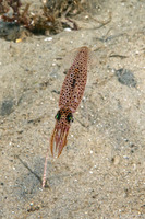 Doryteuthis opalescens (Market Squid)