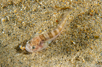 Porichthys notatus (Plainfin Midshipman)