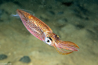 Loligo opalescens (Market Squid)