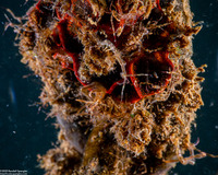 Caprella sp.1 (Skeleton Shrimp)