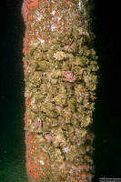 Ceratostoma foliatum (Leafy Hornmouth)