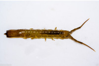 Pentidotea aculeata (Pentidotea Aculeata)