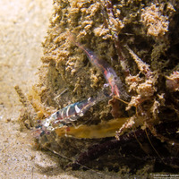 Heptacarpus pugettensis (Barred Shrimp)