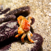 Opisthopus transversus (Mottled Pea Crab)