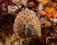 Calliostoma tricolor (Three-Colored Top Shell)