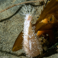 Pseudocnus lubricus (Fisher's Sea Cucumber)