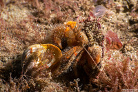 Pagurus beringanus (Bering Hermit Crab)