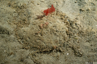 Patinopecten caurinus (Giant Pacific Scallop)