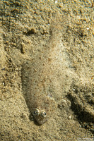 Citharichthys stigmaeus (Speckled Sanddab)